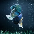 It's Not Normal For a Betta Fish to Lose a Fin — Here's How You Can Prevent It