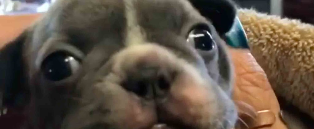 Video of Puppy Purring