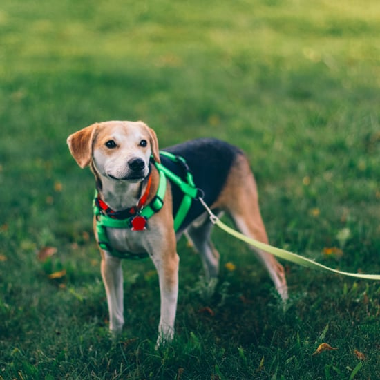 Should You Buy Organic Dog Food?