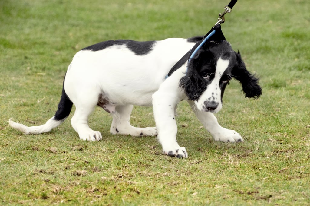 Pictures of Dogs Making Funny Faces