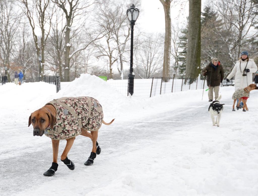 Прогулка с собакой зимой