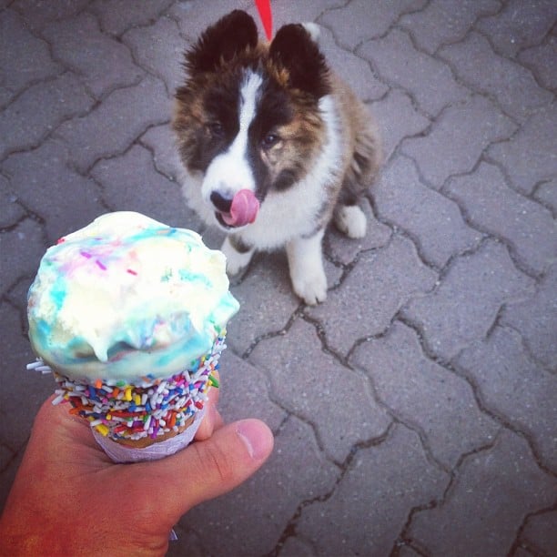 He even shares his ice cream cones with little pups.