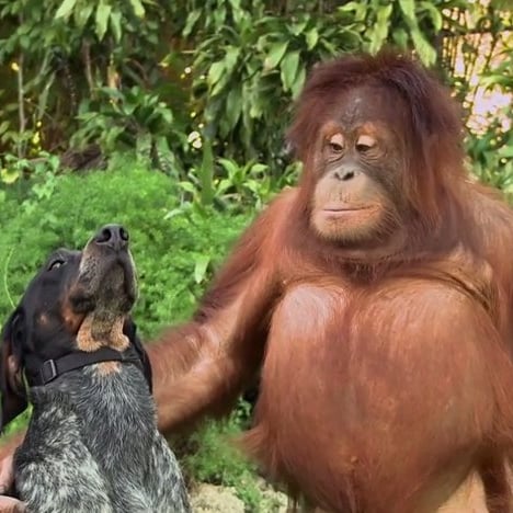Android Cute Animal Commercial