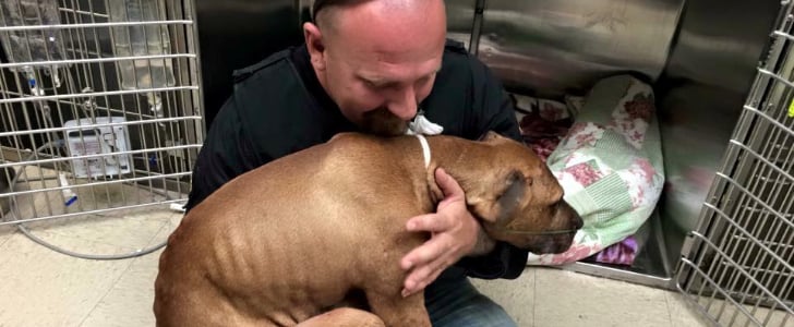 Pit Bull Rescued From Fighting Life