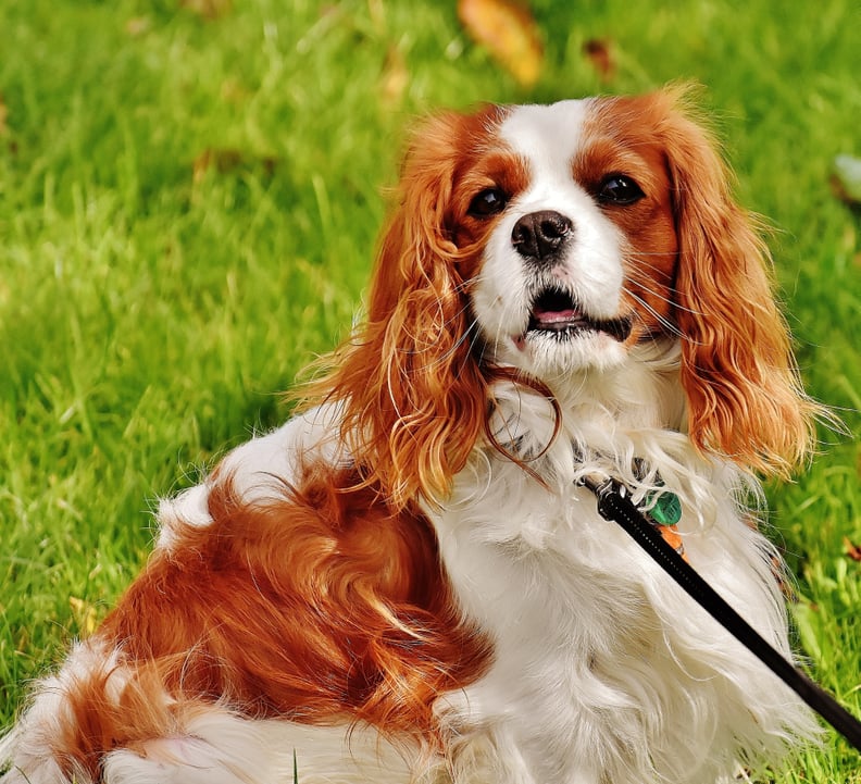 Pisces (Feb. 20-March 20) — Cavalier King Charles Spaniel