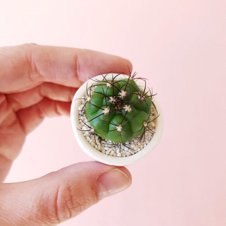 Bolita Mini Cactus and Mini Planter