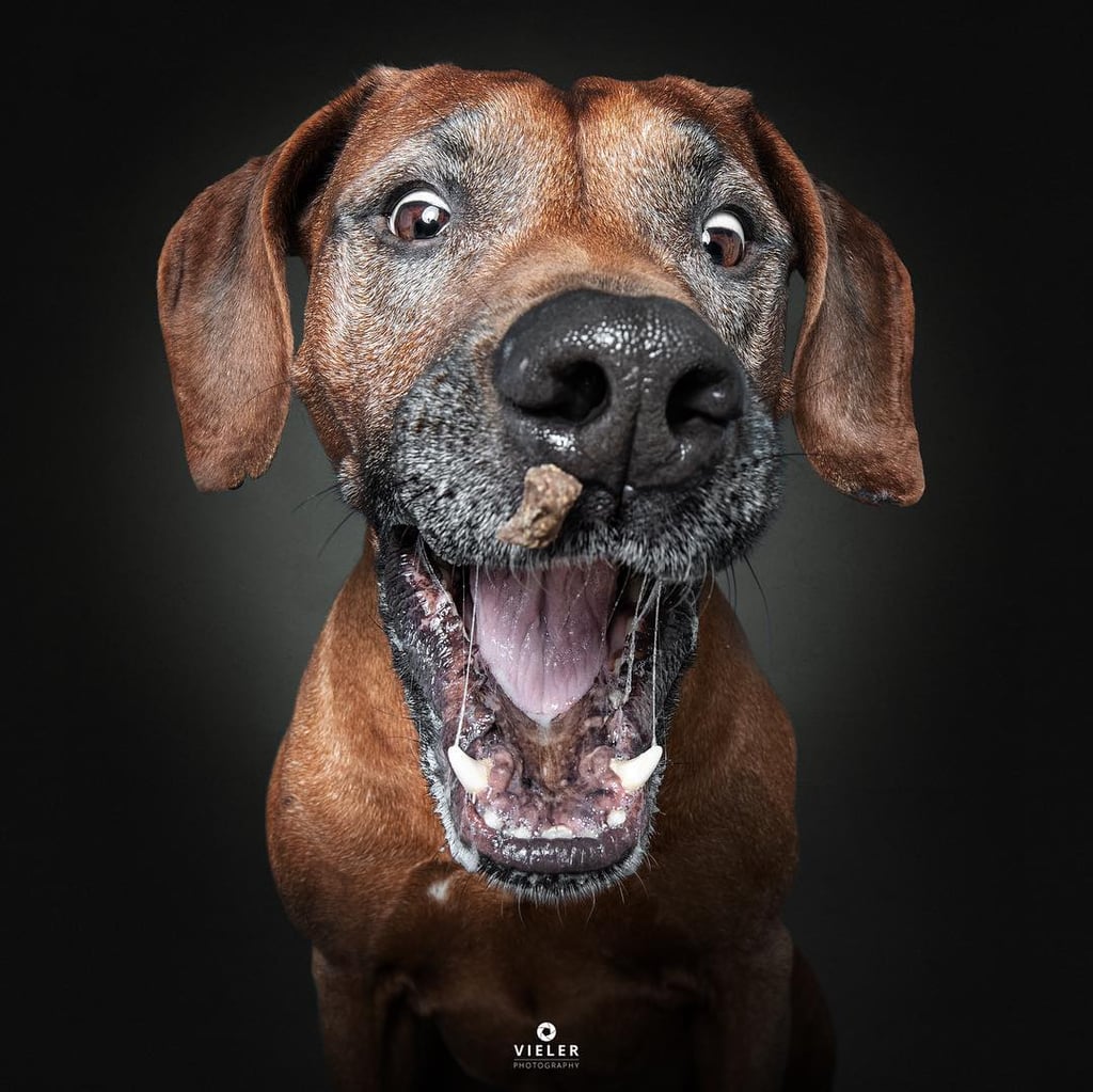 Dogs Catching Treats Photo Series