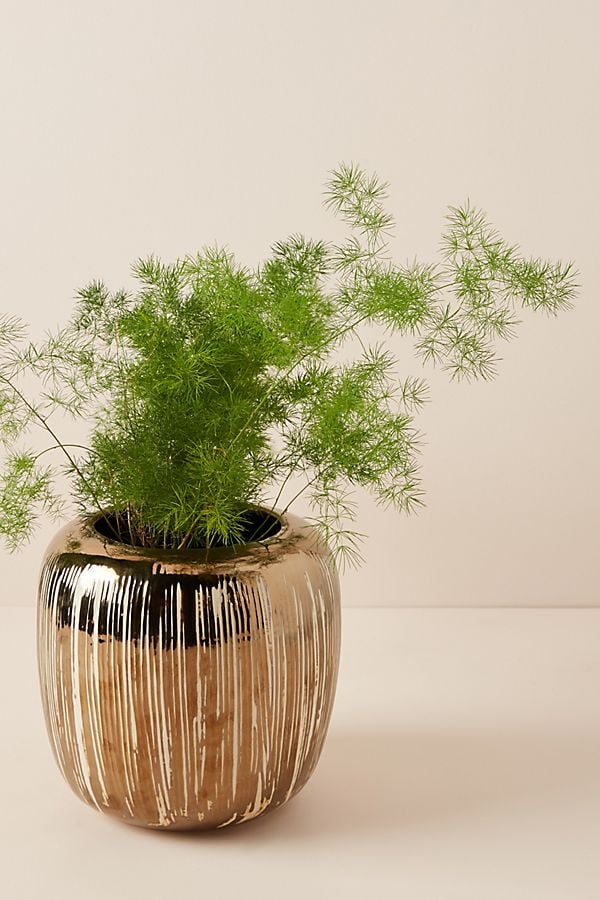 Copper-Striped Pot