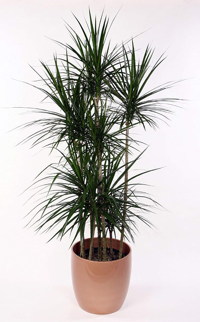 Madagascar Dragon Tree