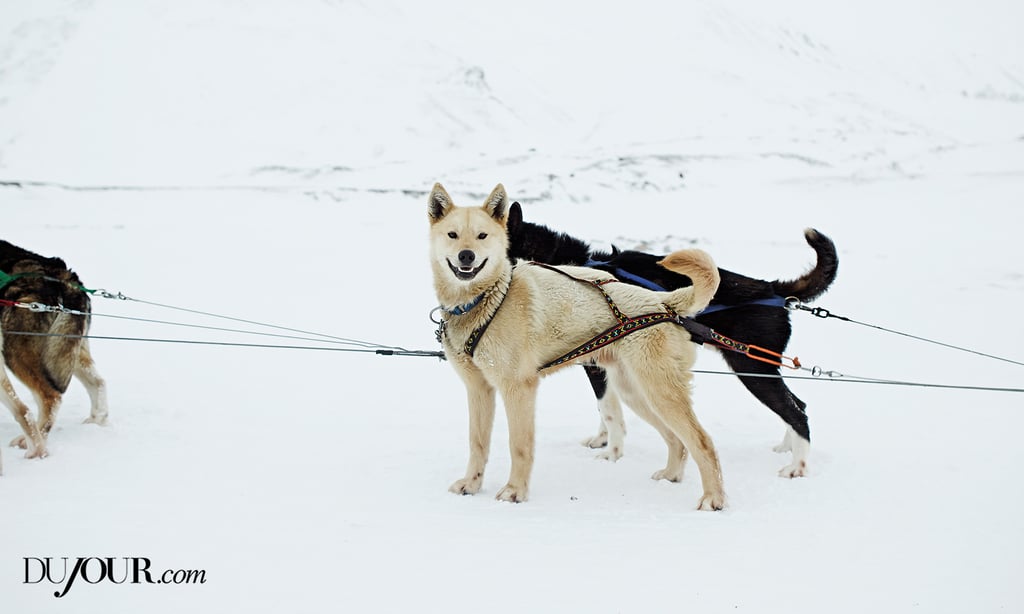 The sled-pulling huskies of Green Dog Svalbard, eager to get running.