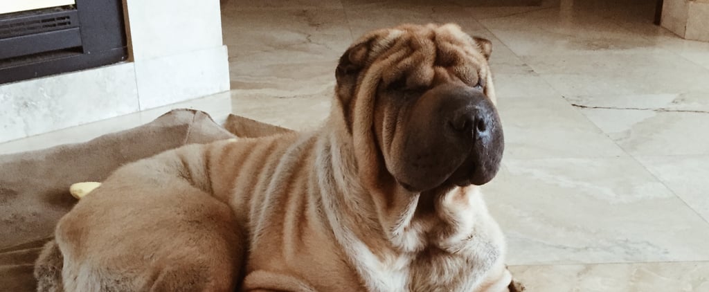 I Picked My Dog Because of Our Zodiac Compatibility