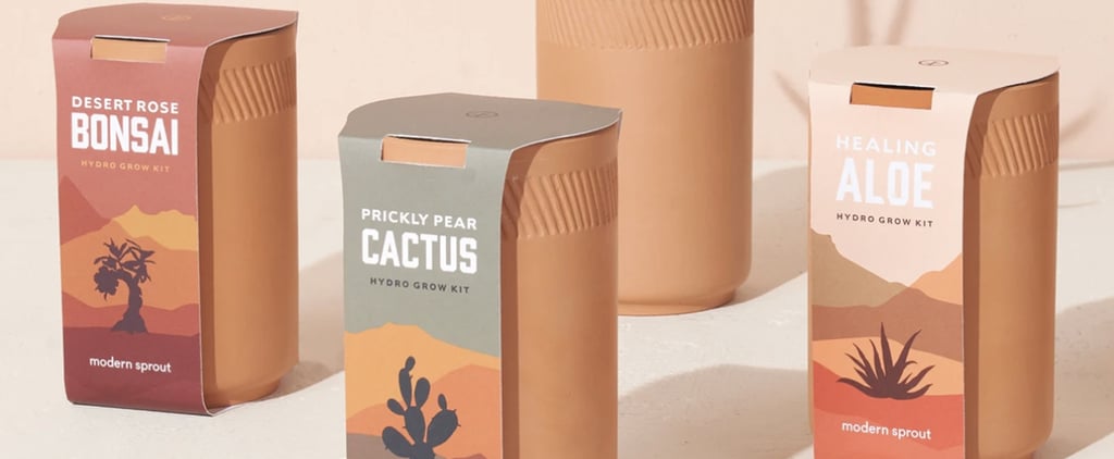 Grow a Houseplant With These Cute Terracotta Growing Kits!