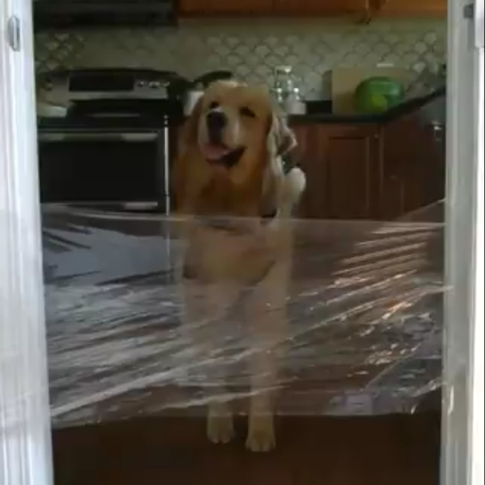 What Is the Invisible Challenge For Dogs? | PS Pets
