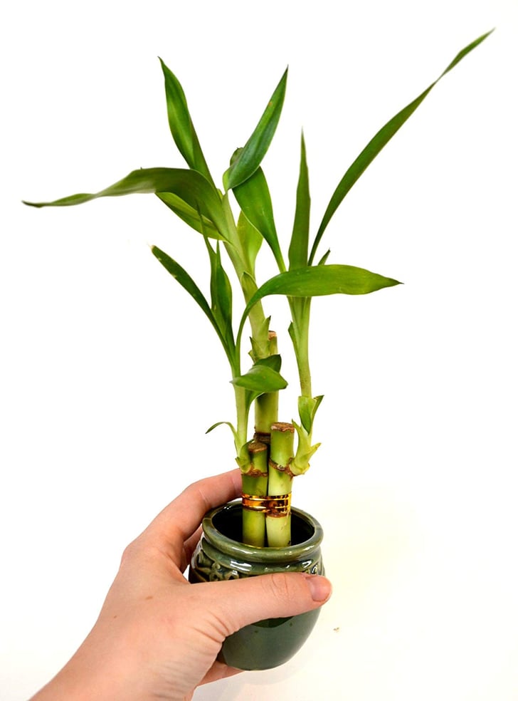Lucky Bamboo Set of 4 Best Office Desk Plants POPSUGAR Home UK Photo 11