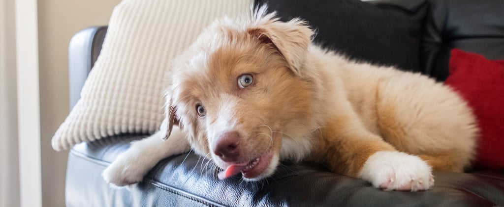 Why Do Dogs Lick Furniture?