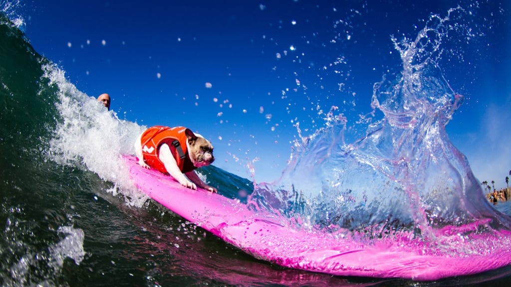 dogs-surfing-popsugar-pets