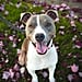 Are Pit Bulls Dangerous?