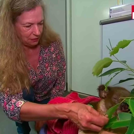 Woman Reunites With Koala She Saved From the NSW Bushfires