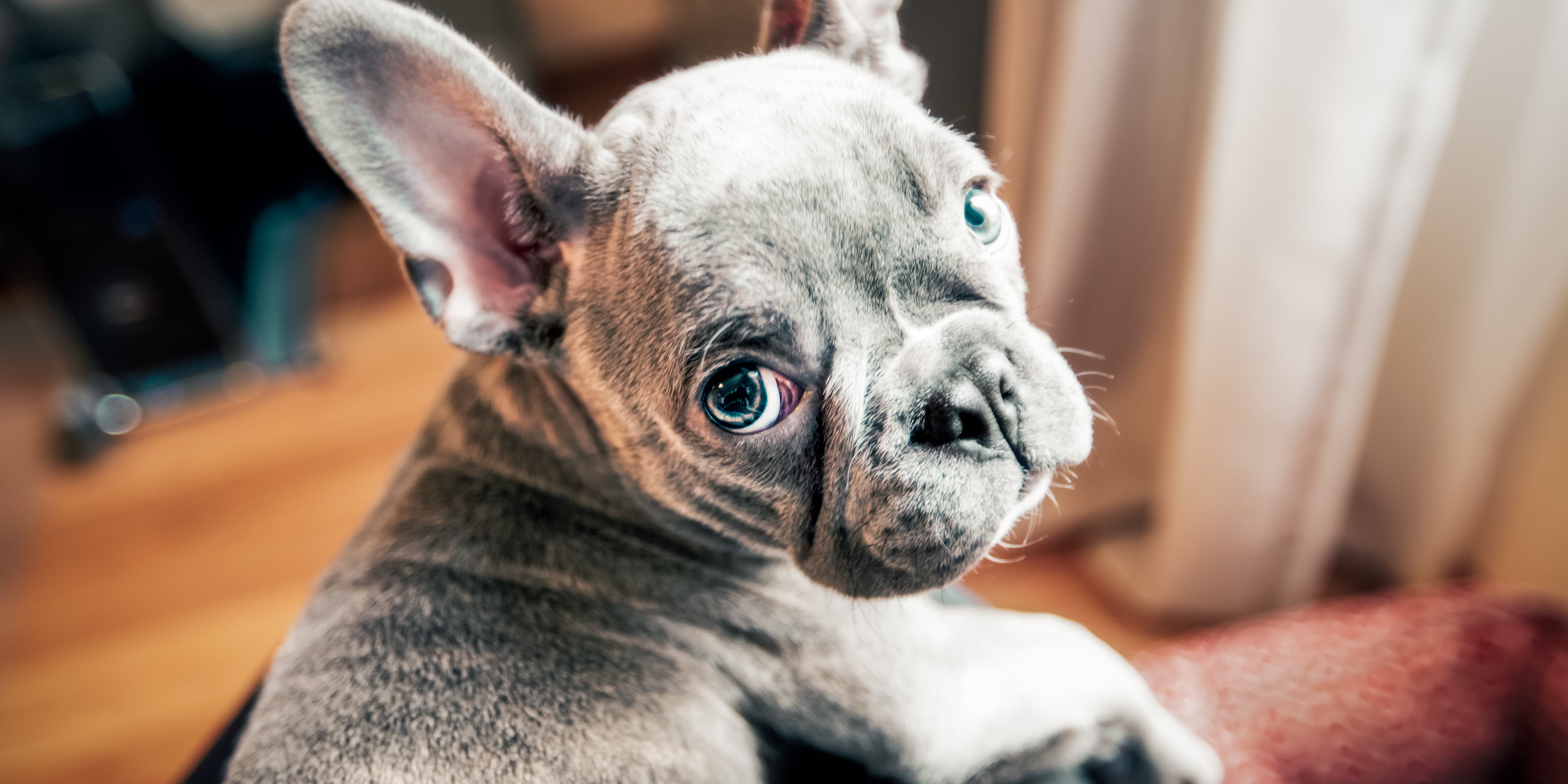Dog depressed after deals new puppy