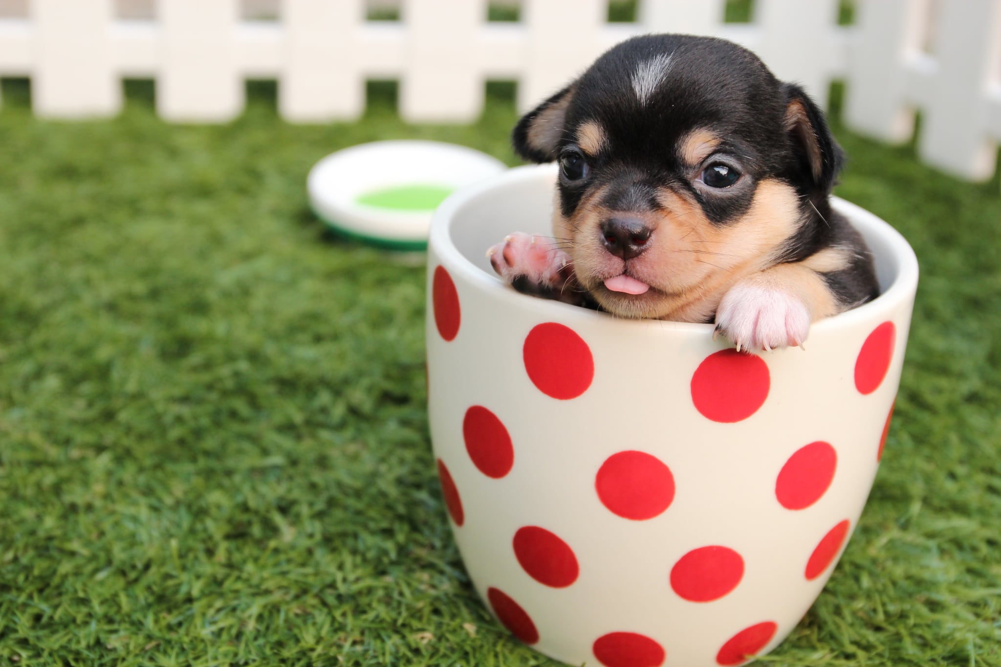 Life Is Hard So Please Look at These 60 Adorable Puppies Right