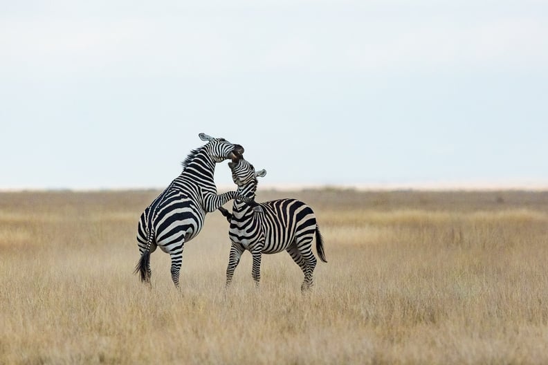 Amboseli, Kenya