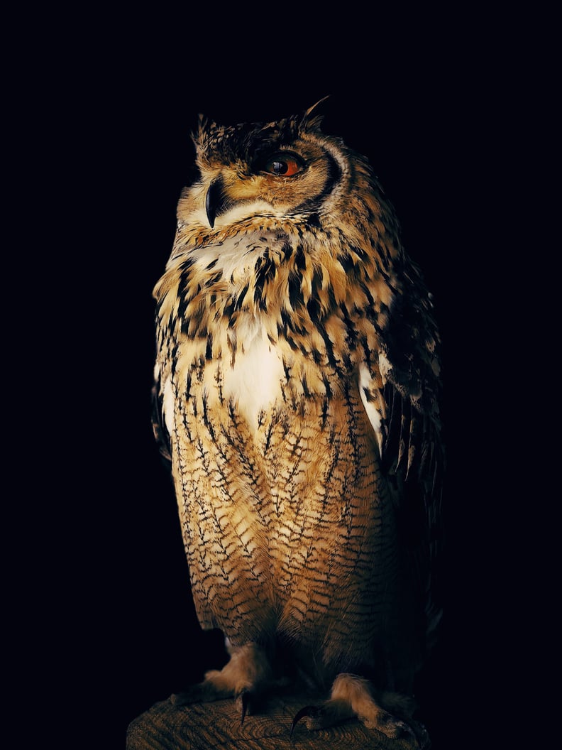 Owl