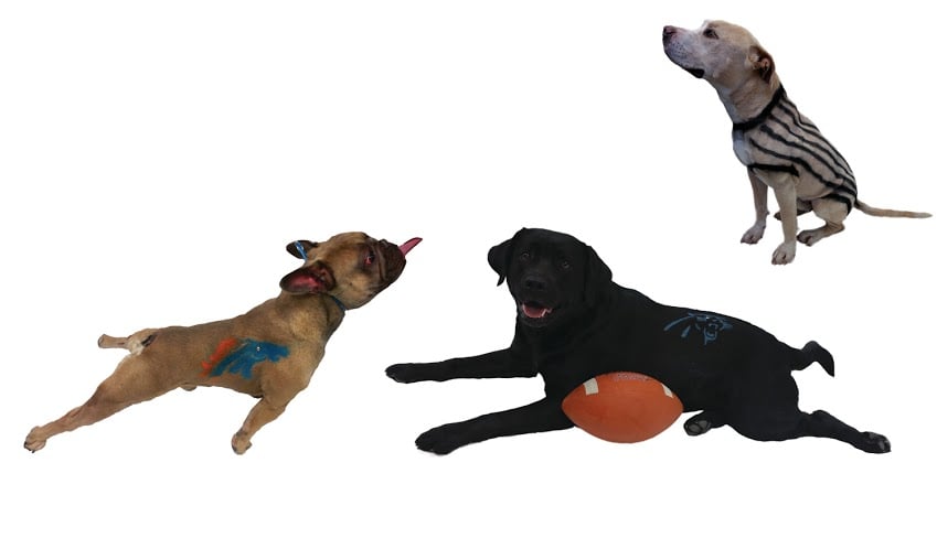 Dog-Safe Paint
