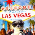 Tinkerbelle the Dog Went to Las Vegas and It Was Seriously EPIC!
