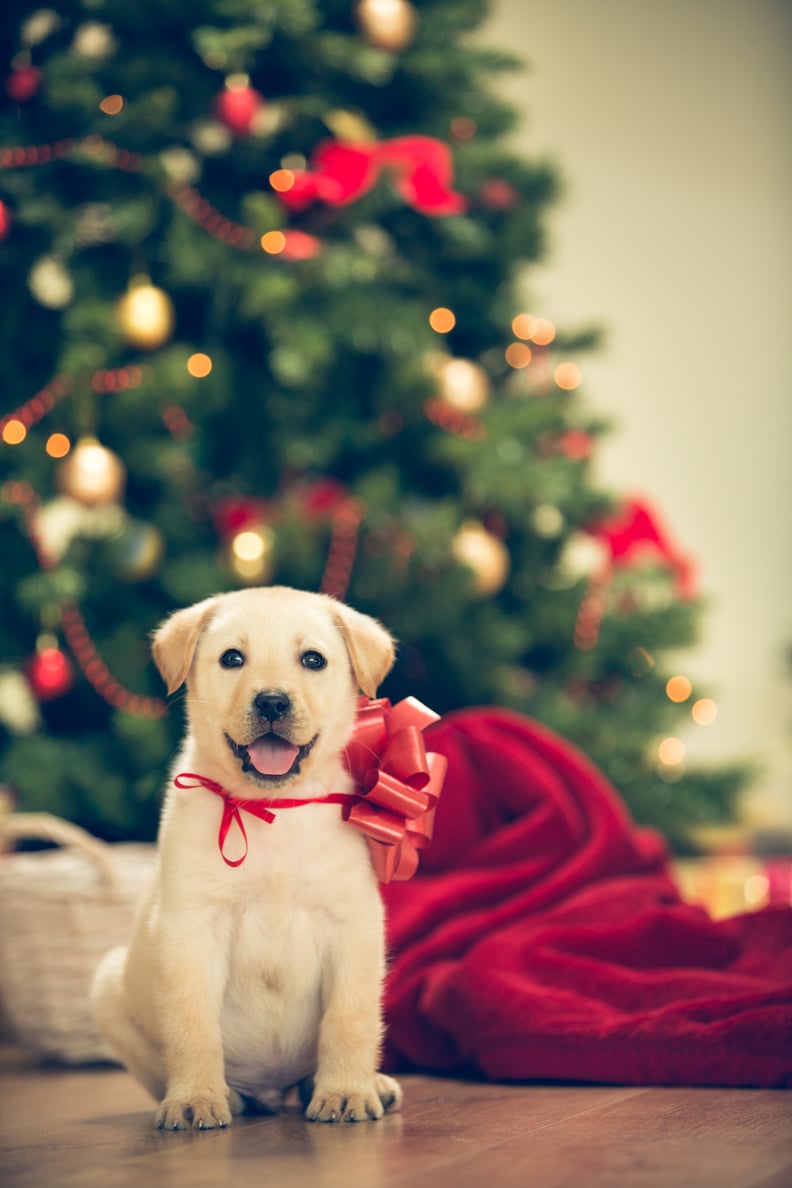 The Happiest Christmas Pup