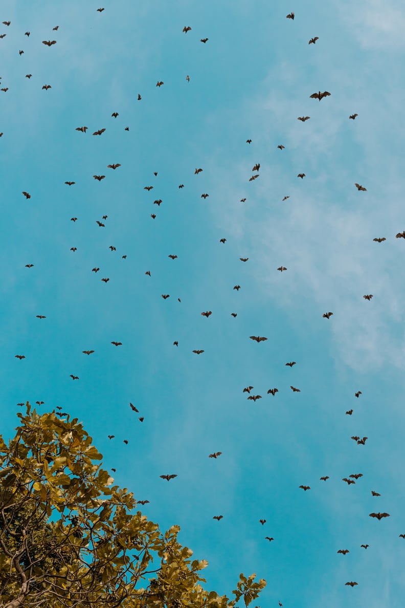 Flying Bats iPhone Wallpaper