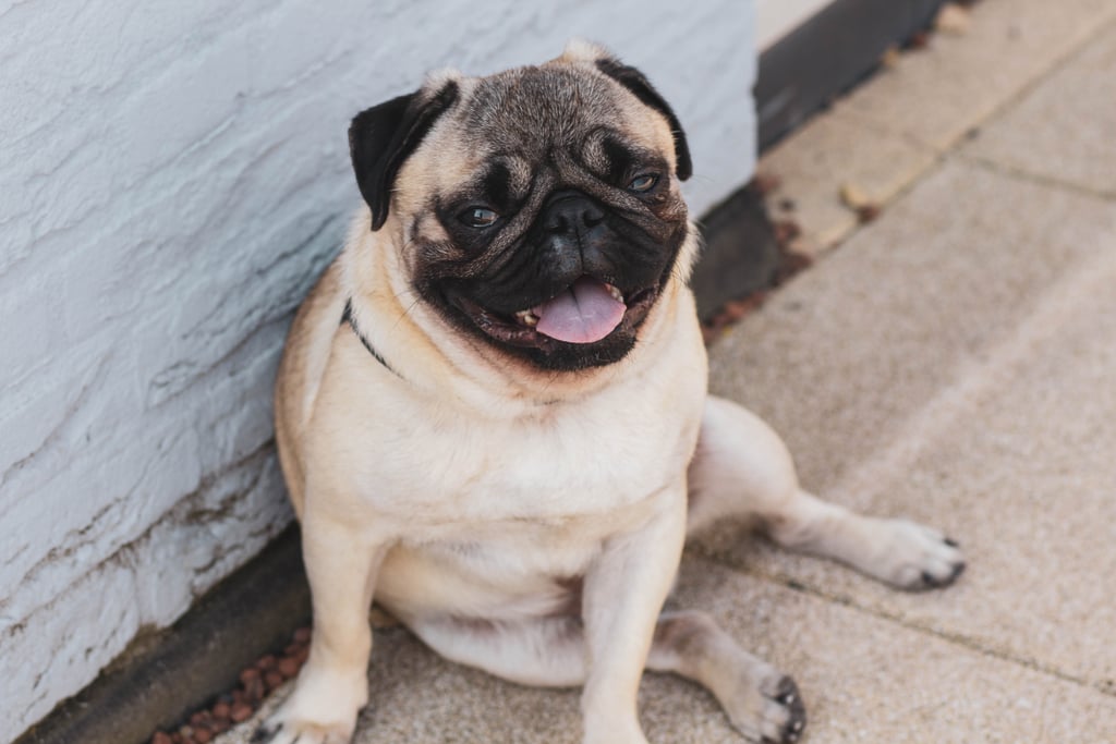 Cute Pictures of Pugs