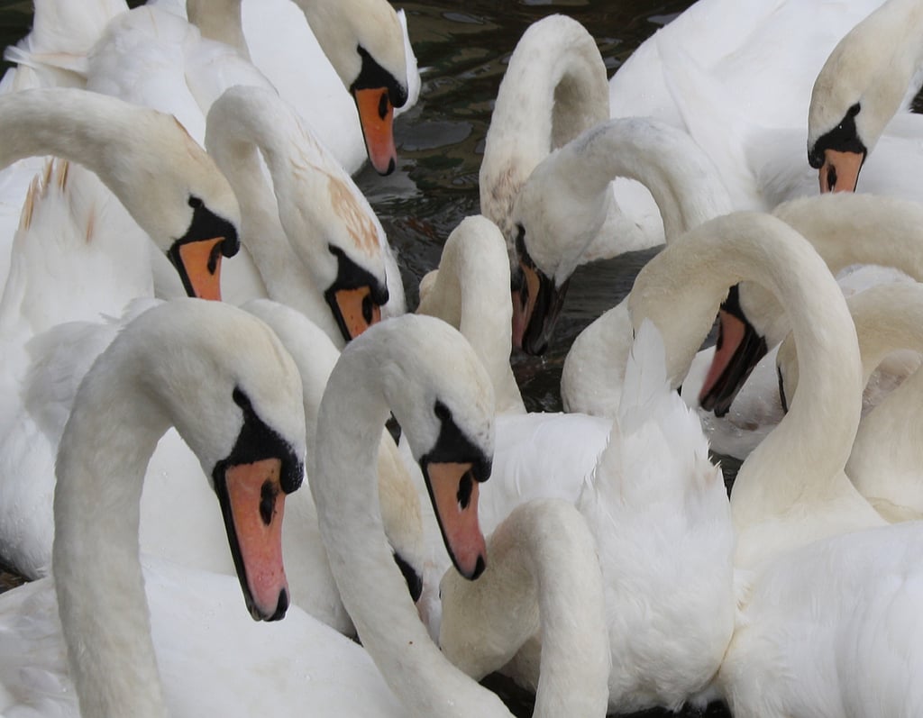 Swans can weigh up to 30 pounds and have a wingspan up to six to eight feet.
Source: Flickr user ross_hawkes