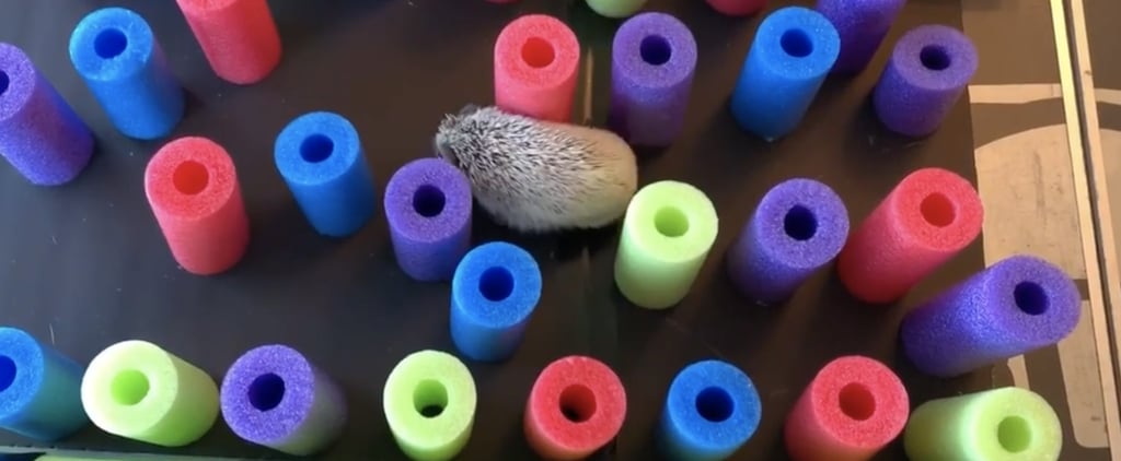 Pepper the Hedgehog Obstacle Course Videos