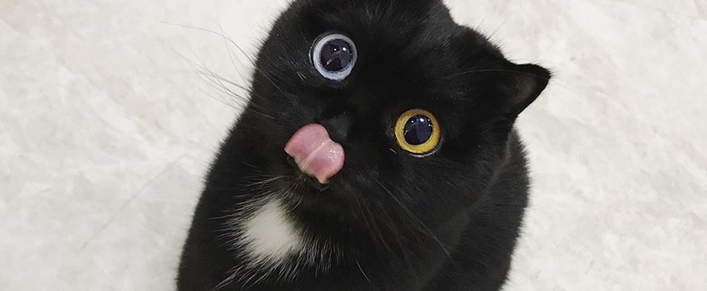 Pictures of Milk the Cat With 2 Different Color Eyes