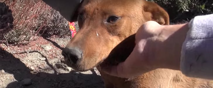 Dogs Rescued From Mountainside | Video