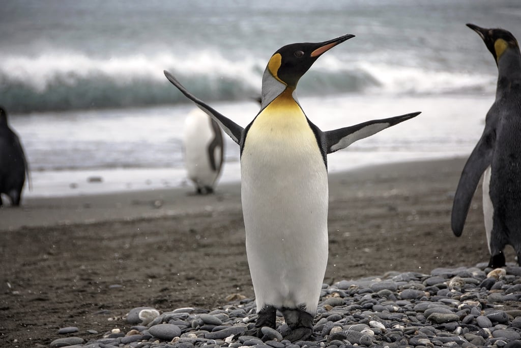 Antarctica King Penguins