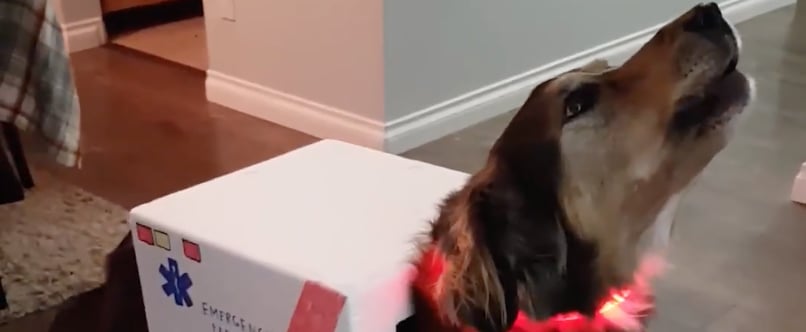 Dog in Ambulance Halloween Costume Howls Like a Siren
