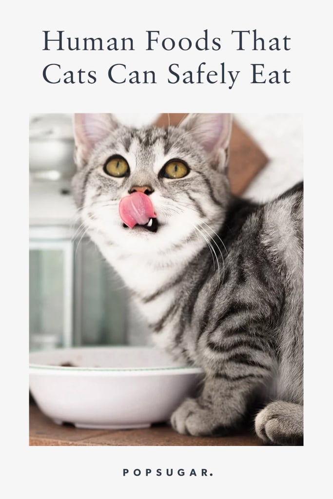 human food cat treats