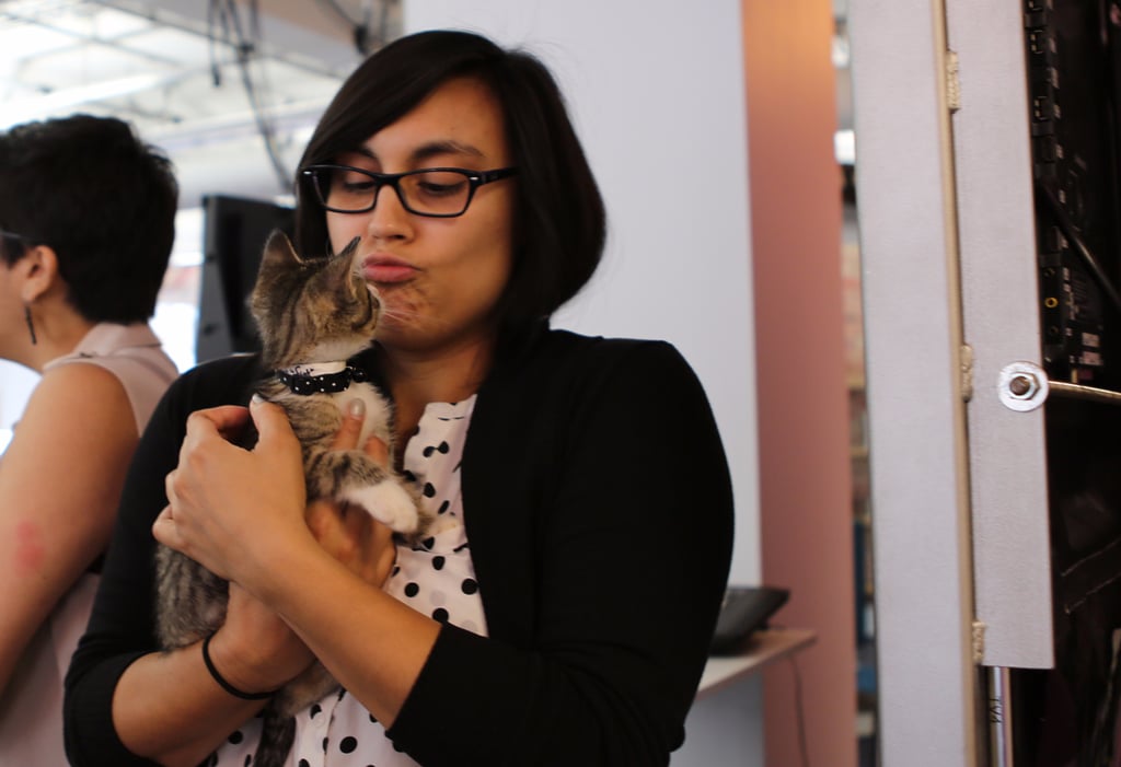 ASPCA's Adoptable Kittens