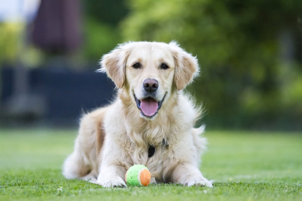 英国的金毛猎犬