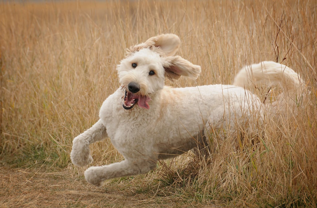 Cute Pictures of Goldendoodles