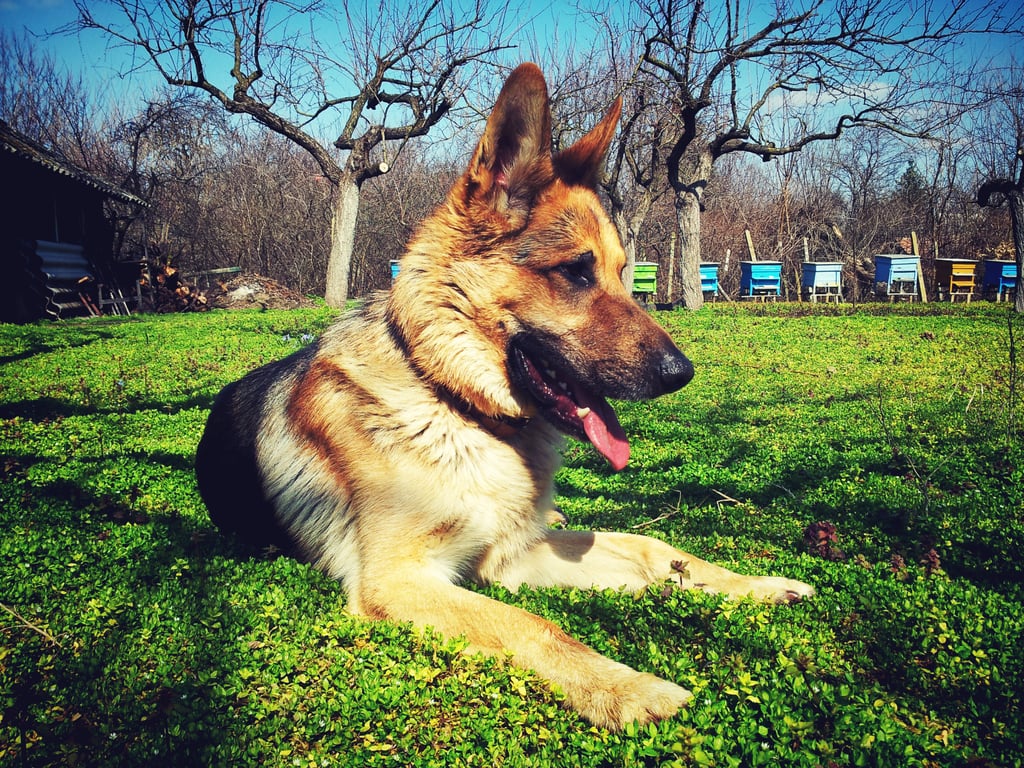 Taurus (April 20-May 20) — German Shepherd