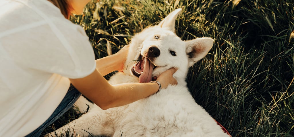 What First-Time Dog Owners Need to Buy
