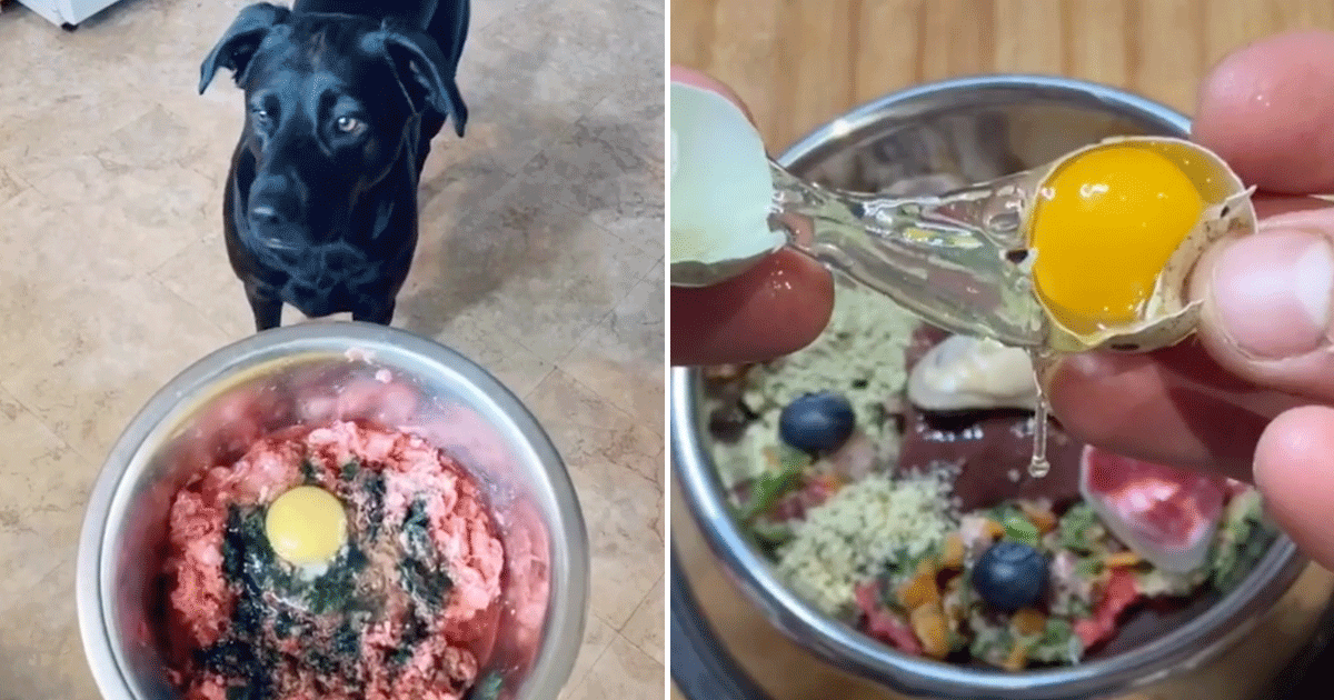 20 Yummy Dog-Food Recipes From TikTok | POPSUGAR Pets