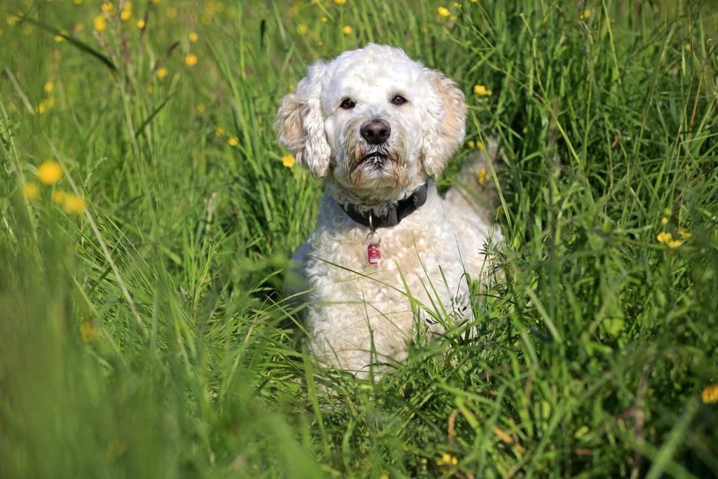 Cute Pictures of Labradoodles