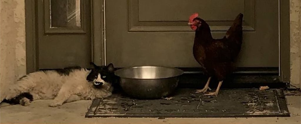 Cat and Chicken Huddle Together After Wildfire