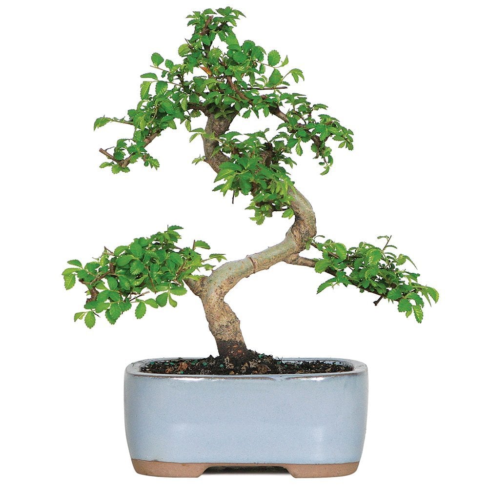 Brussel's Live Chinese Elm Outdoor Bonsai Tree