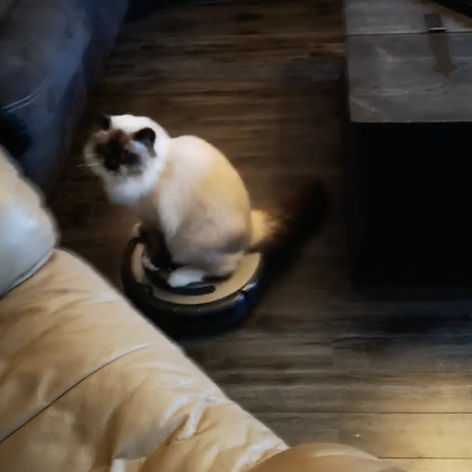 Riding on Roomba Vacuum | POPSUGAR Pets