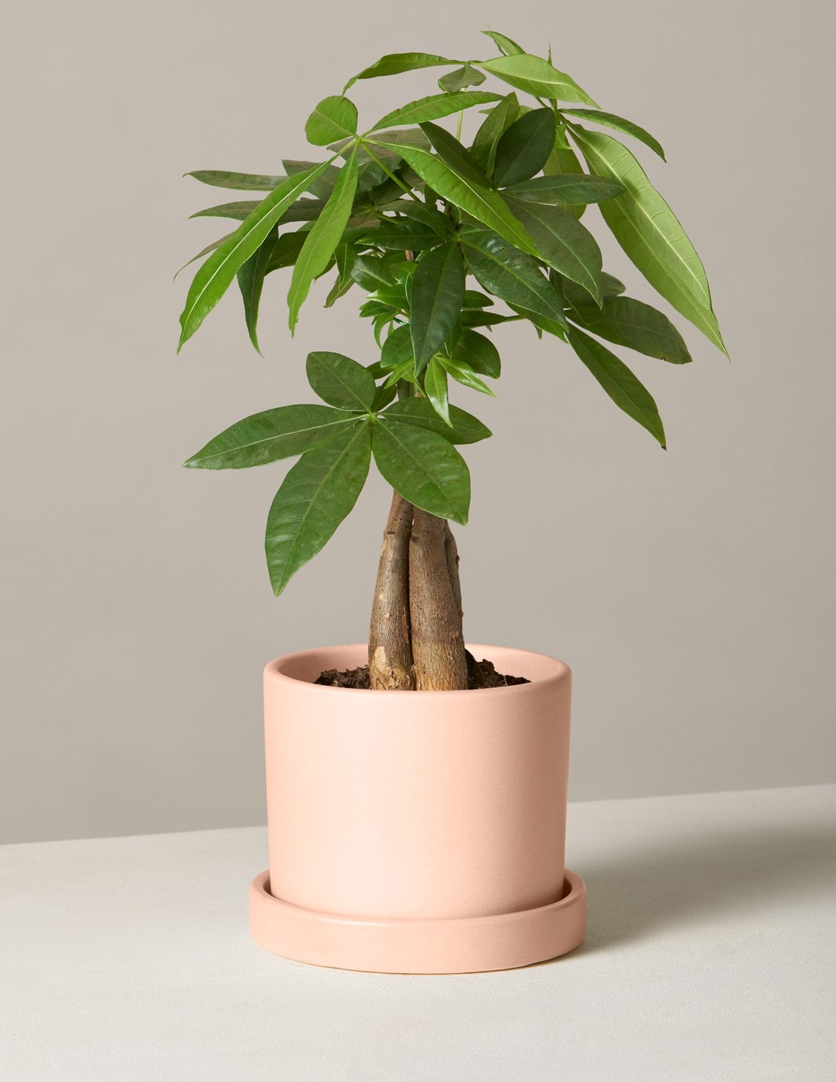 money tree plant gift