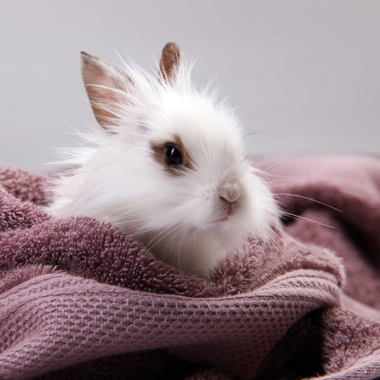 Rabbit Bath Videos